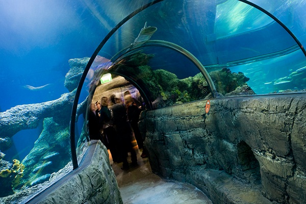 London Aquarium
